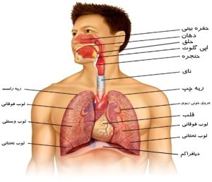 اجزای اصلی سیستم تنفسی